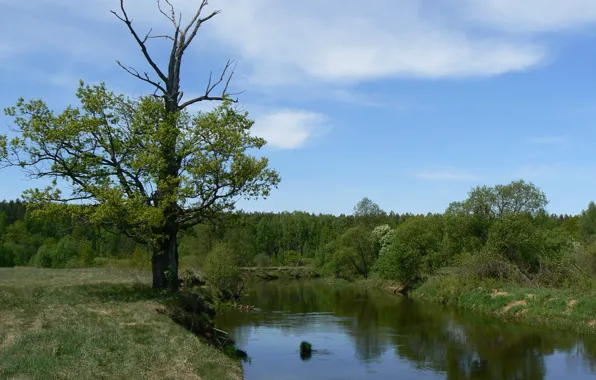 Зелень, лес, небо, облака, река, дуб, Беларусь, моё фото