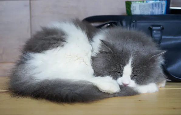 Кошка, котенок, стол, сон, спит, лежит, сумка, котёнок