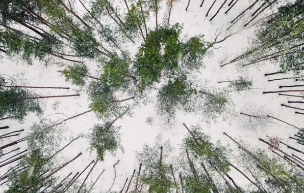 Картинка зима, лес, снег
