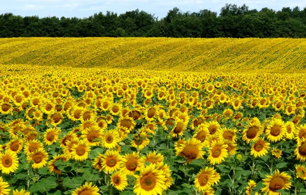 Картинка Природа, Поле, Лето, Подсолнухи, Nature, Summer, Field, Sunflowers