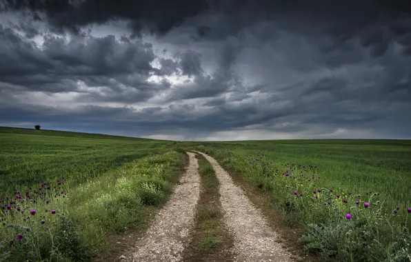Дорога, поле, небо, цветы, тучи, даль, луг