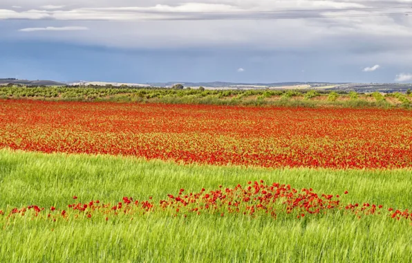 Картинка поле, трава, маки