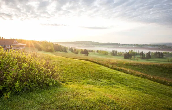 Картинка поле, лес, солнце, пейзаж, природа