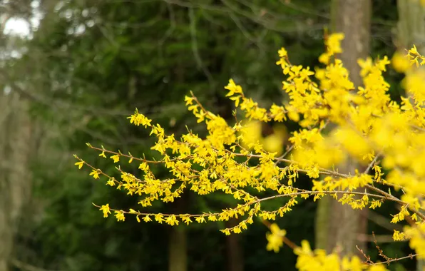 Flower, yellow, spring, twigs, blooming
