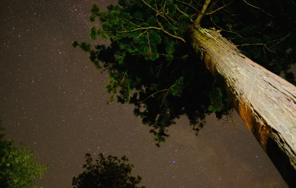 Космос, звезды, деревья, ночь