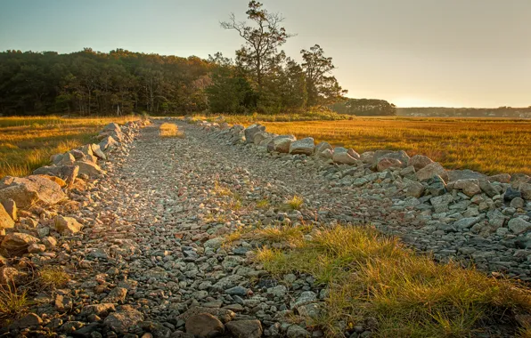 Картинка дорога, поле, лес, пейзаж, природа, гравий
