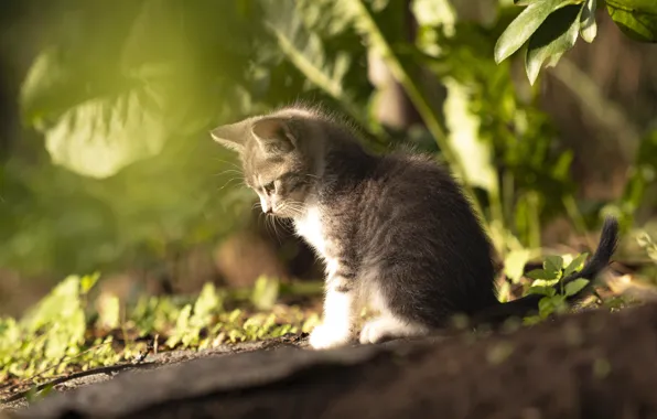 Sunshine, nature, cat, day, kitty