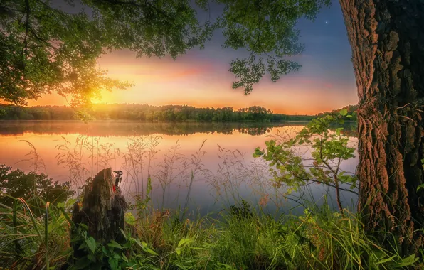 Картинка лето, трава, закат, озеро, отражение, дерево