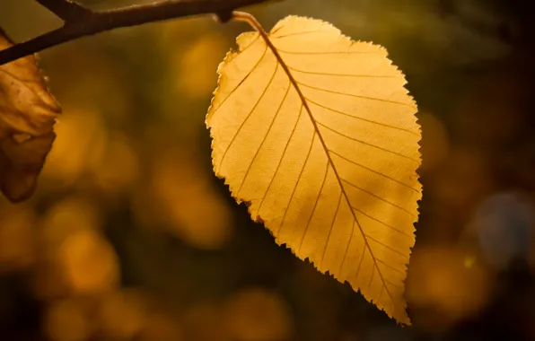 Осень, лист, листик, боке