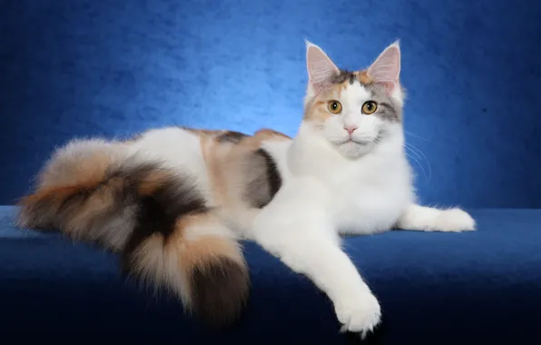 Картинка кошка, кот, widescreen, обои, wallpaper, широкоформатные, cat, background