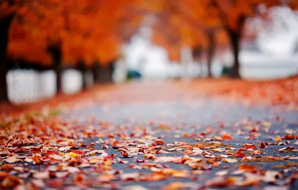 Картинка дорога, осень, асфальт, листья, макро, деревья, фон, дерево