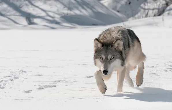 Nature, face, animal, wolf, wildlife, head, fur, mammal