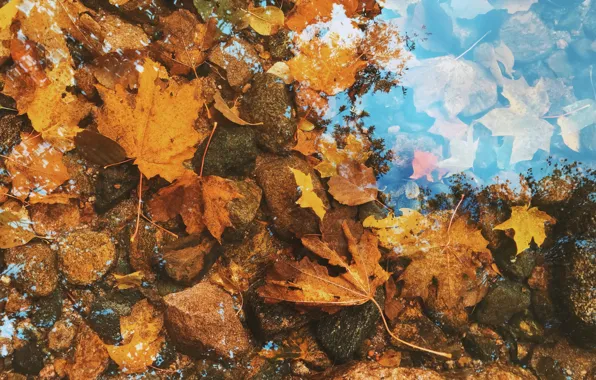 Осень, листья, вода, природа, озеро, камни, фон, красота
