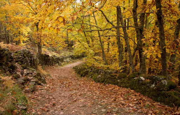 Осень, парк, листва, дорожка