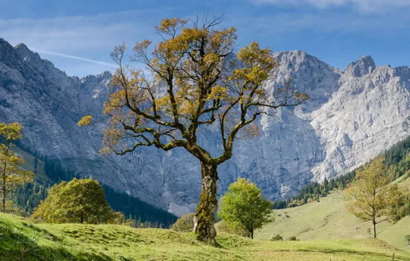 Картинка лес, деревья, пейзаж, горы, природа