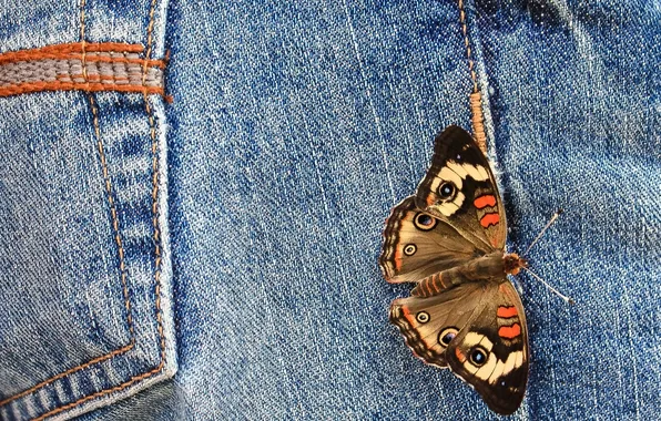 Картинка макро, бабочка, джинсы