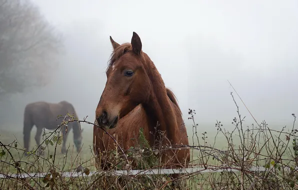 Картинка природа, туман, кони, утро