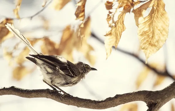 Картинка winter, leaves, tree, Northern Mockingbird