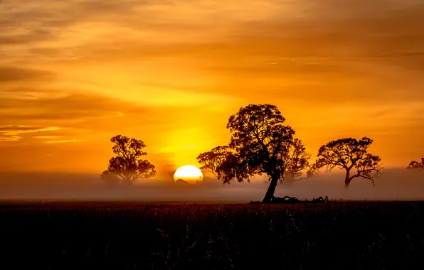 Картинка поле, деревья, туман, восход, оранжевый небо