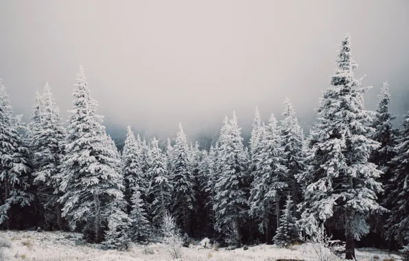 Wood, Winter, Snow, Trees, Cold, Winter Wonderland, Eberhard Grossgaesteiger
