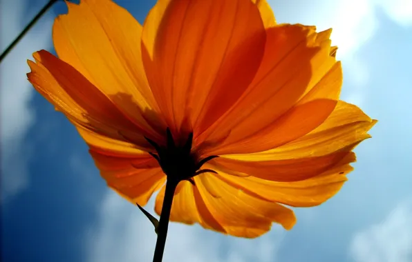 Flower, sky, yellow, image