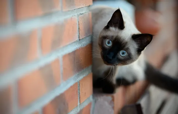 Картинка кошка, взгляд, стена