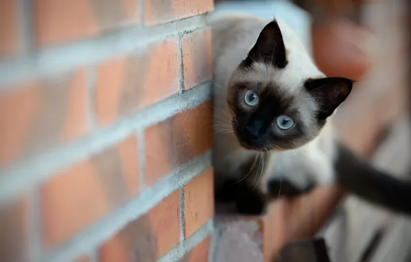 Кошка, взгляд, стена