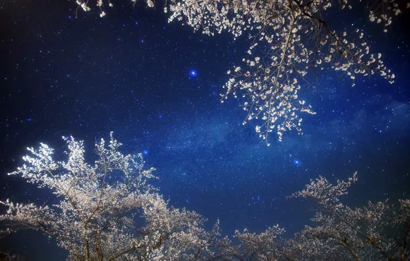 Картинка небо, звезды, ночь, сакура