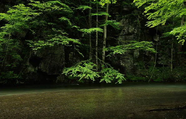 Картинка деревья, река, скалы