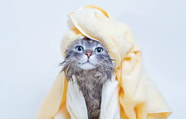 Кошка, кот, взгляд, мокрый, портрет, полотенце, голубые глаза, светлый фон