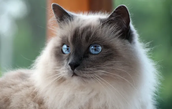 Картинка кошка, белый, кот, усы, взгляд, порода, Священная Бирма, бирманская