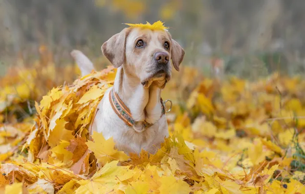 Осень, взгляд, морда, собака, опавшие листья, Лабрадор-ретривер, жёлтые листья, Мария Шерскова