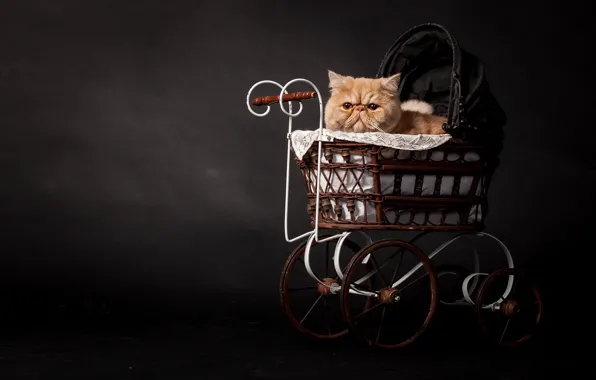 Кошка, кот, темный фон, рыжий, коляска, персидский, обои от lolita777
