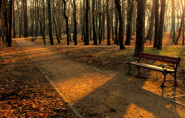 Road, park, tree, bench