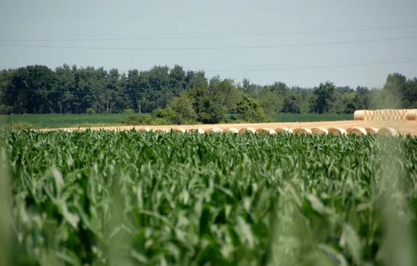 Sky, field, Rural Racine, Nick Scheweitzer
