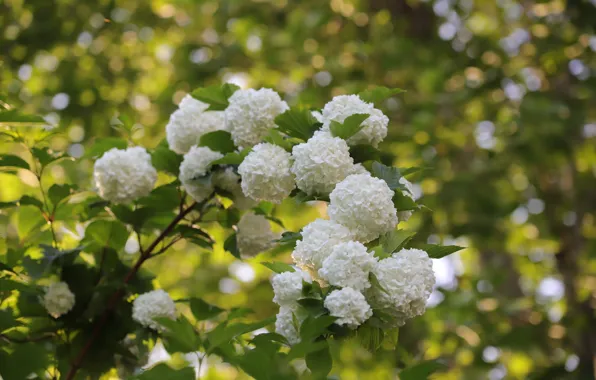 Листья, цветы, ветка, белые, цветение, кустарник, боке, размытый фон
