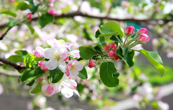 Цветы, красота, Весна, май, яблоня