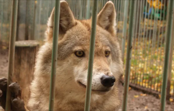 Eyes, wolf, Animals, cage