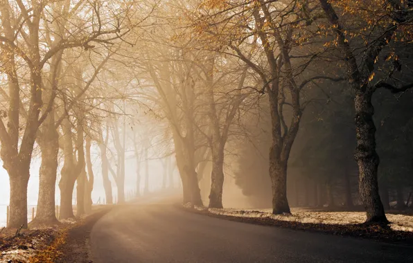 Картинка дорога, осень, асфальт, свет, снег, деревья, туман, путь