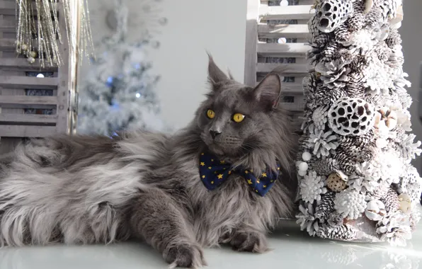Кошка, кот, взгляд, морда, серый, Рождество, Новый год, лежит