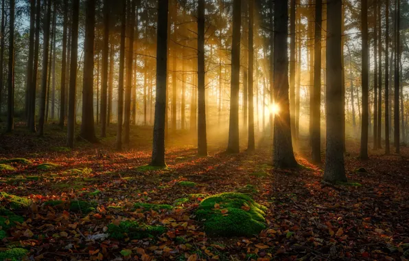 Картинка осень, лес, деревья, мох, солнечный свет, опавшая листва