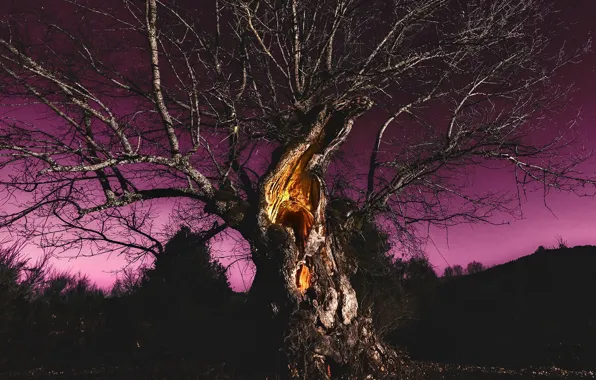 Картинка ночь, природа, дерево