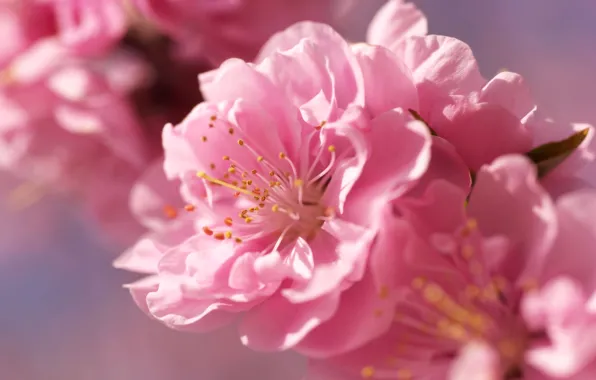 Картинка цветок, макро, цветы, розовый, нежность, весна, Сакура, размытость