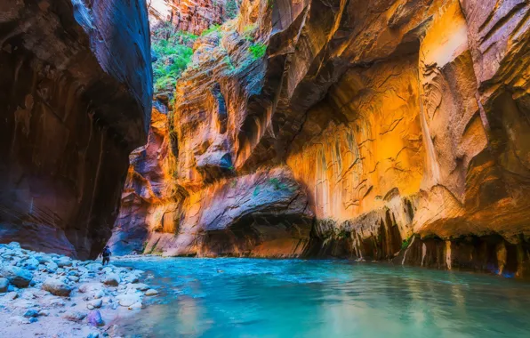 USA, Zion National Park, river, nature, water, rocks, canyon, plants