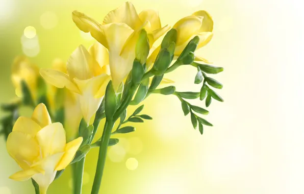 Весна, желтая, Yellow, фрезия, Closeup, Freesia