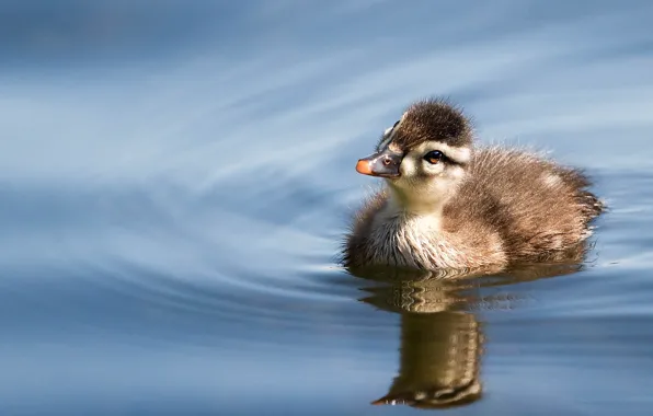 Вода, отражение, птица, утёнок, утка, птенец, водоем, утенок