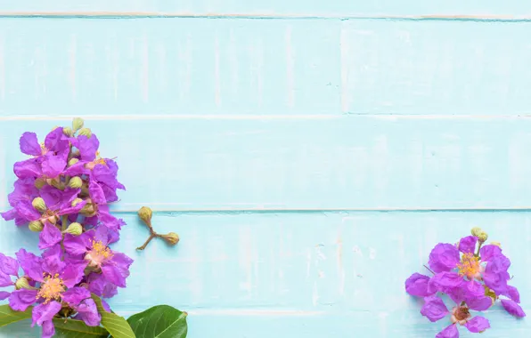 Цветы, фон, дерево, голубой, доски, wood, blue, flowers