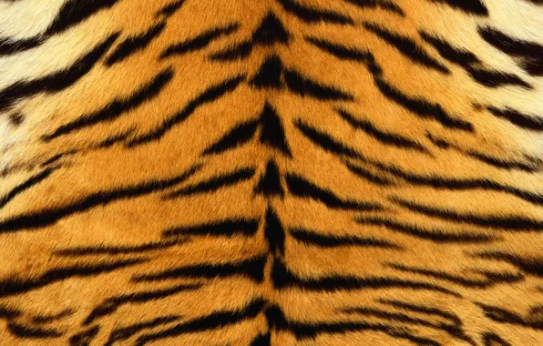 Картинка полоски, тигр, шкура, мех, полосатый