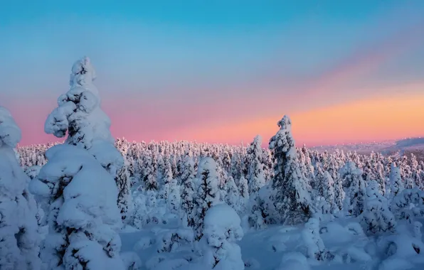 Картинка зима, небо, облака, снег, деревья, закат, sky, landscape