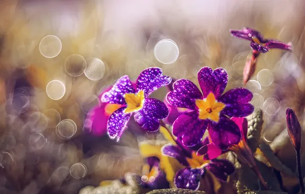 Цветы, природа, фон